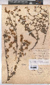 Hermannia multiflora image