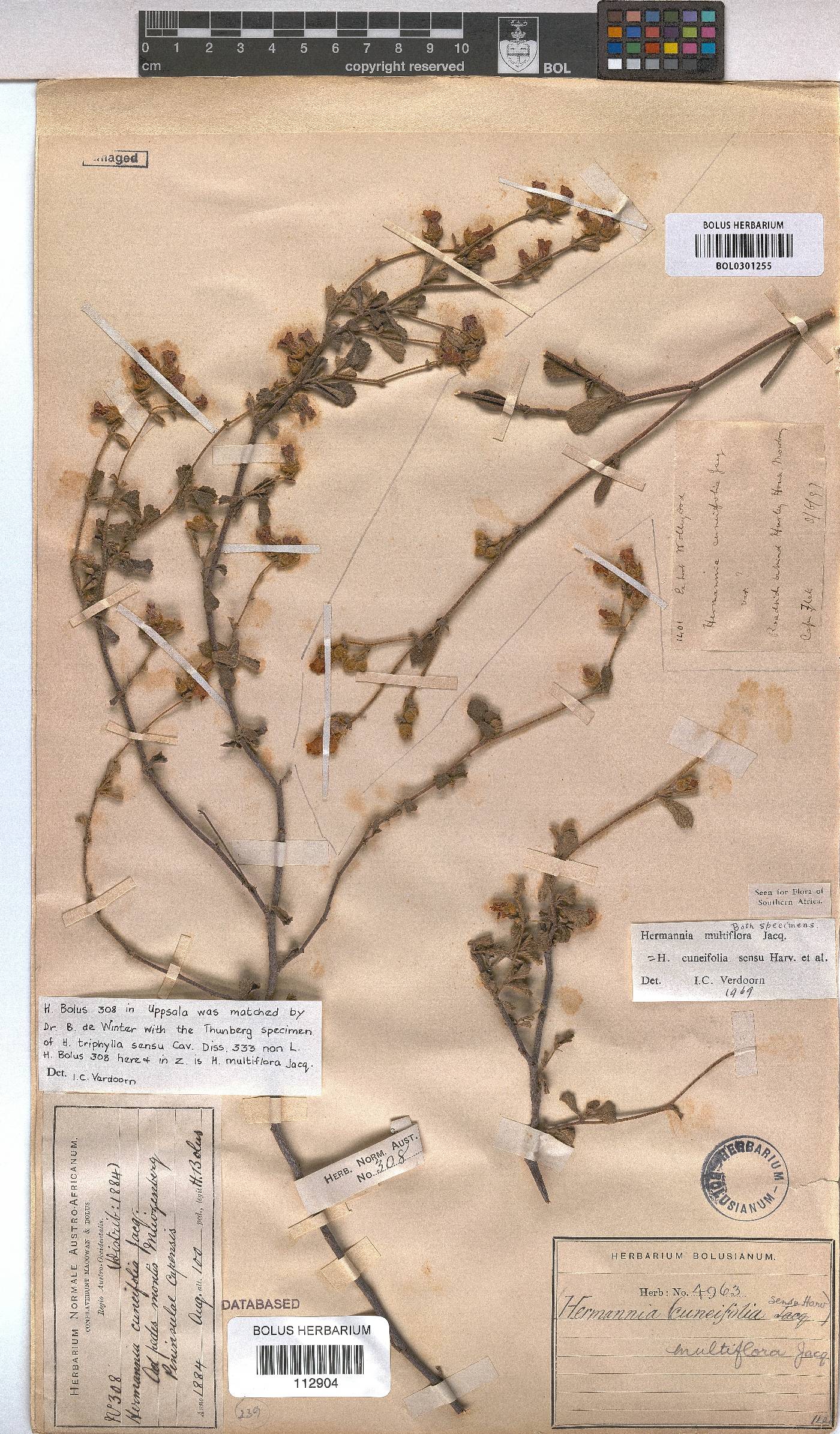 Hermannia multiflora image