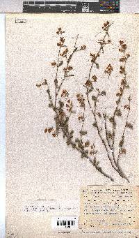 Hermannia multiflora image