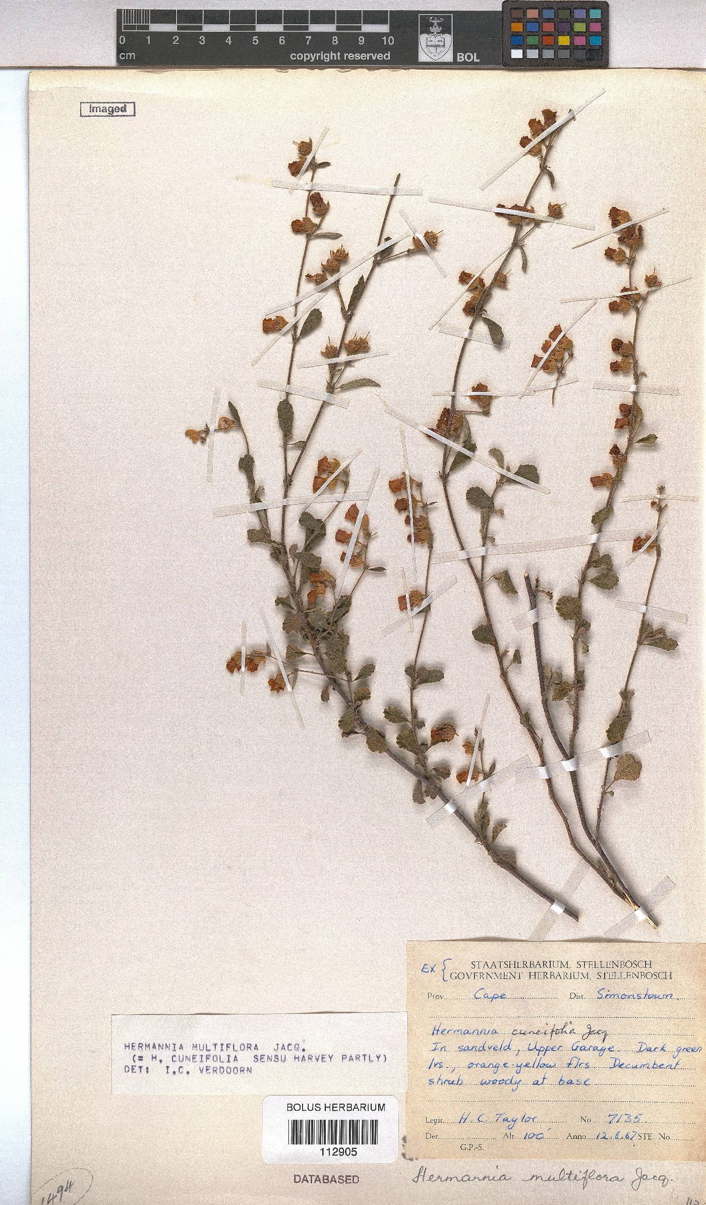 Hermannia multiflora image