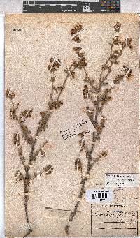 Hermannia multiflora image