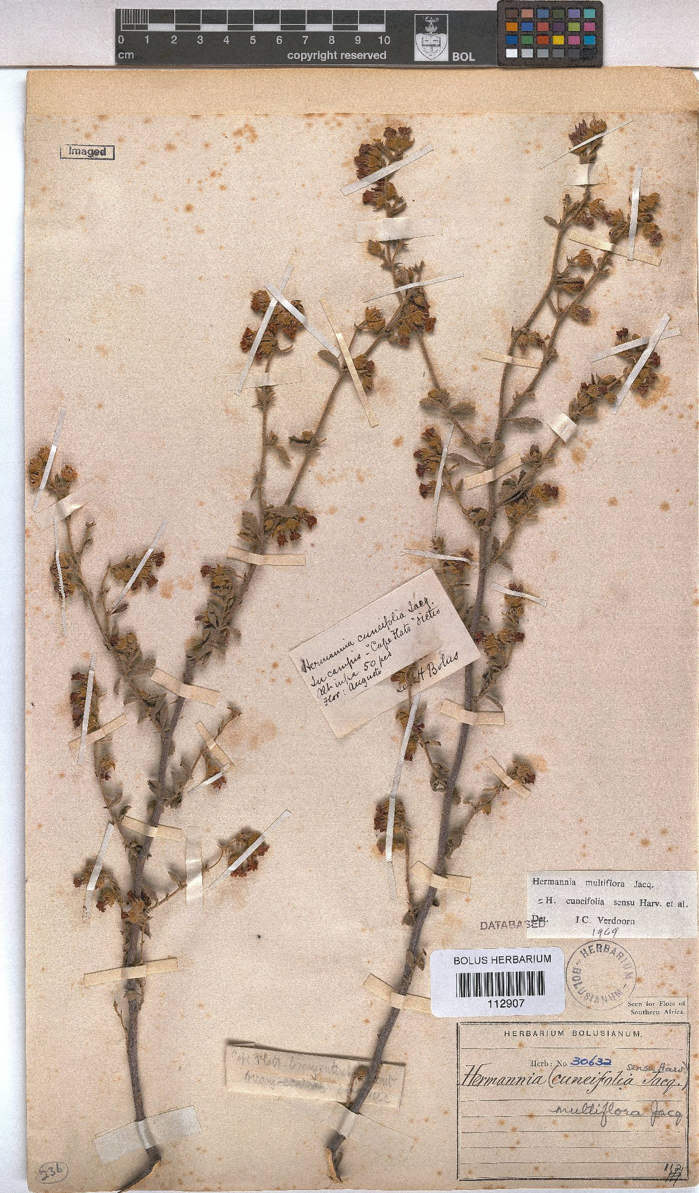 Hermannia multiflora image