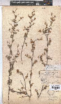 Hermannia multiflora image