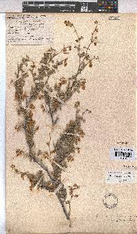 Hermannia multiflora image