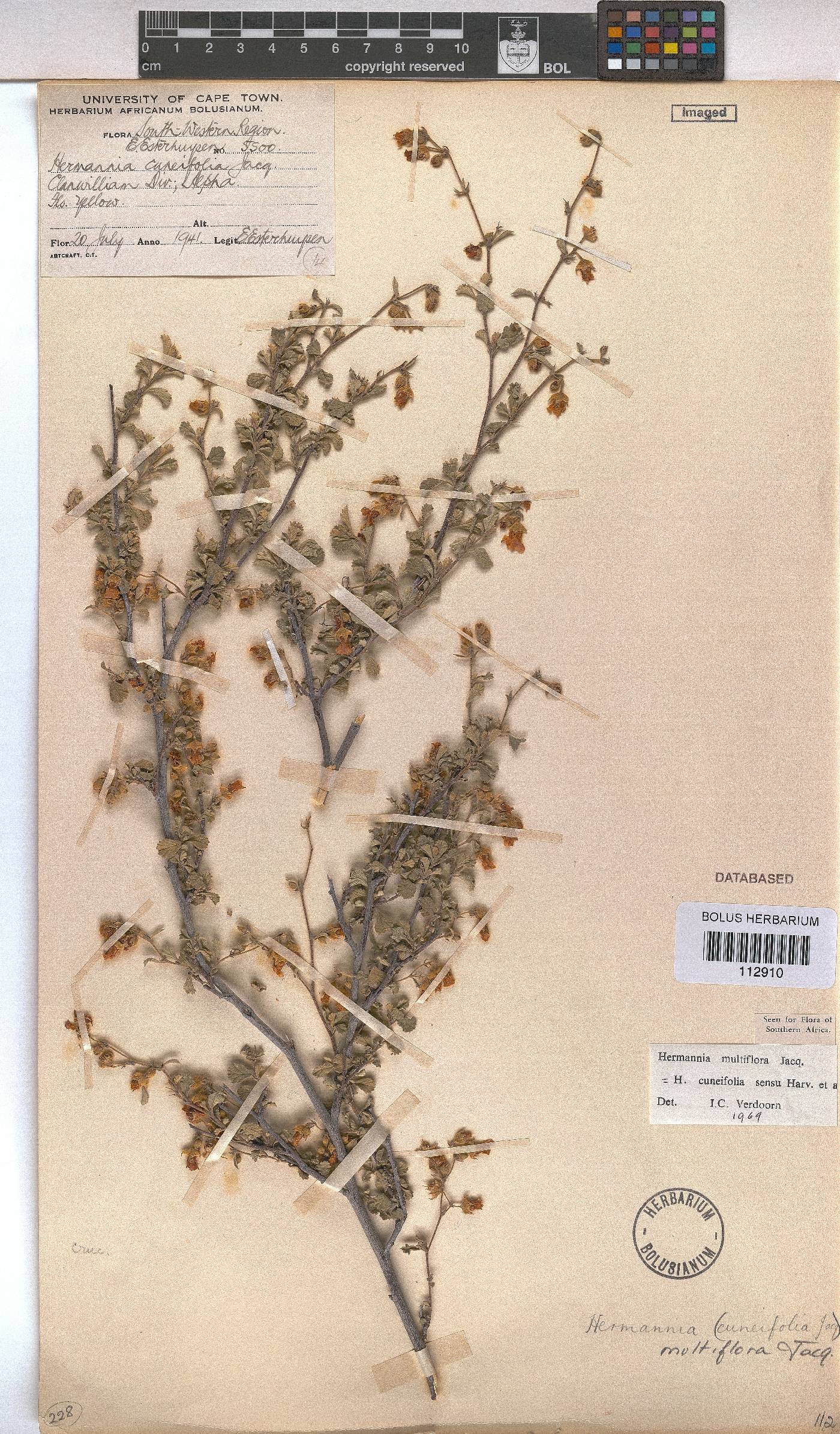 Hermannia multiflora image