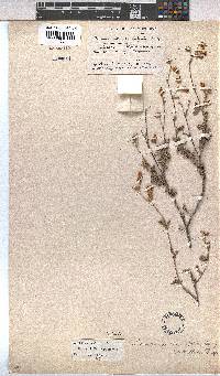 Hermannia multiflora image