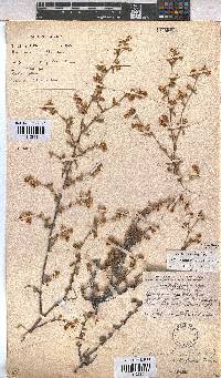 Hermannia multiflora image