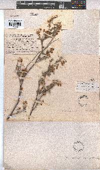 Hermannia multiflora image