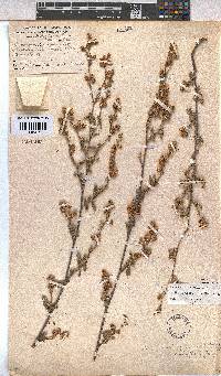 Hermannia multiflora image