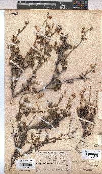 Hermannia multiflora image