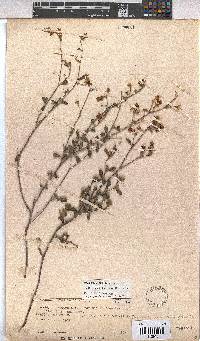 Hermannia multiflora image