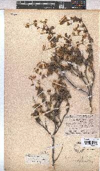 Hermannia multiflora image