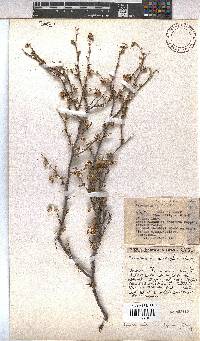 Hermannia multiflora image