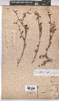 Hermannia multiflora image