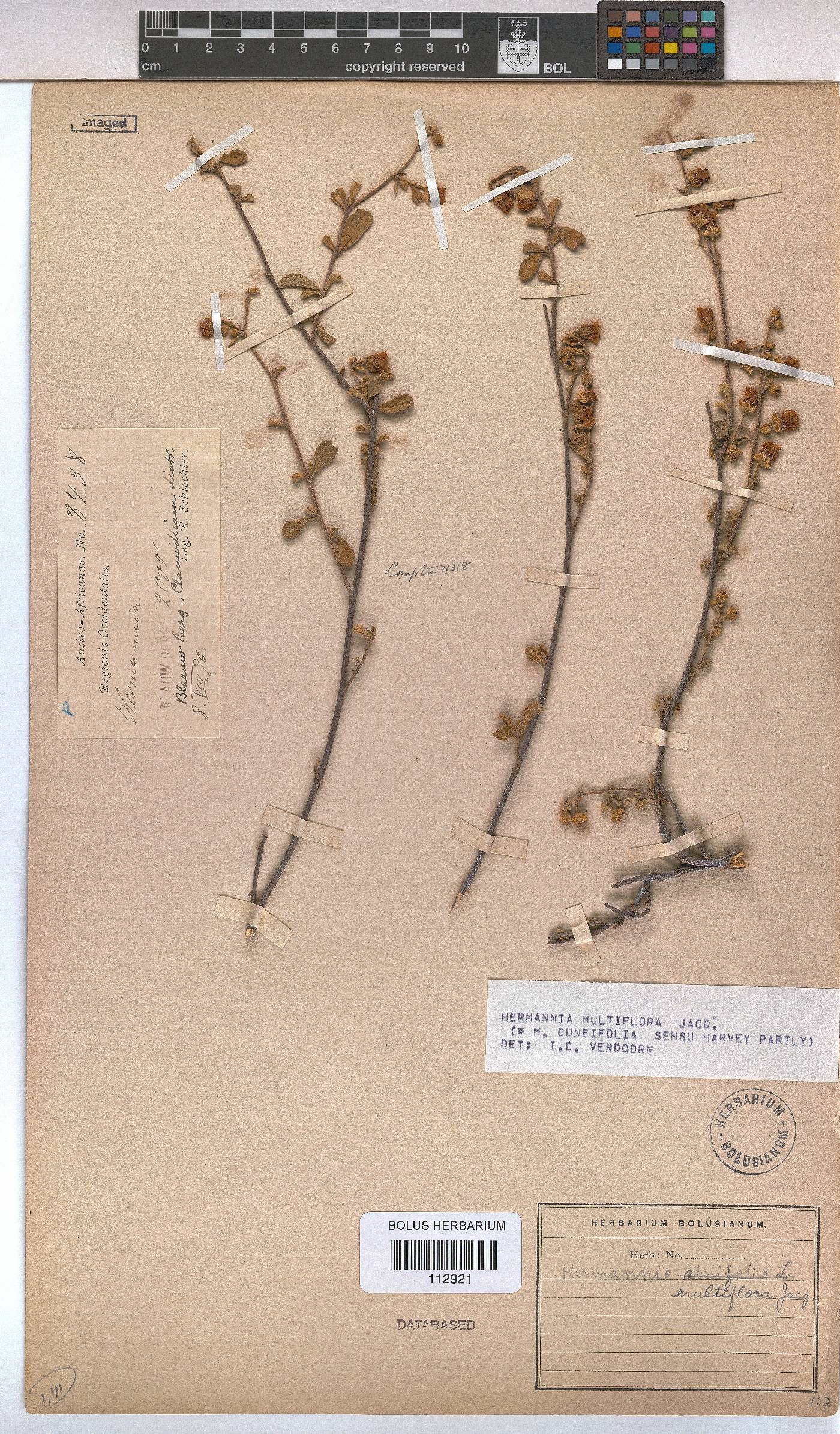 Hermannia multiflora image