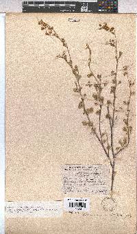 Hermannia multiflora image