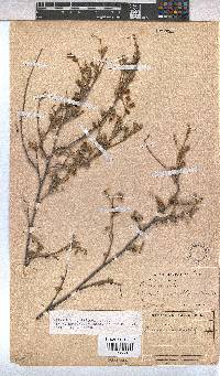 Hermannia multiflora image