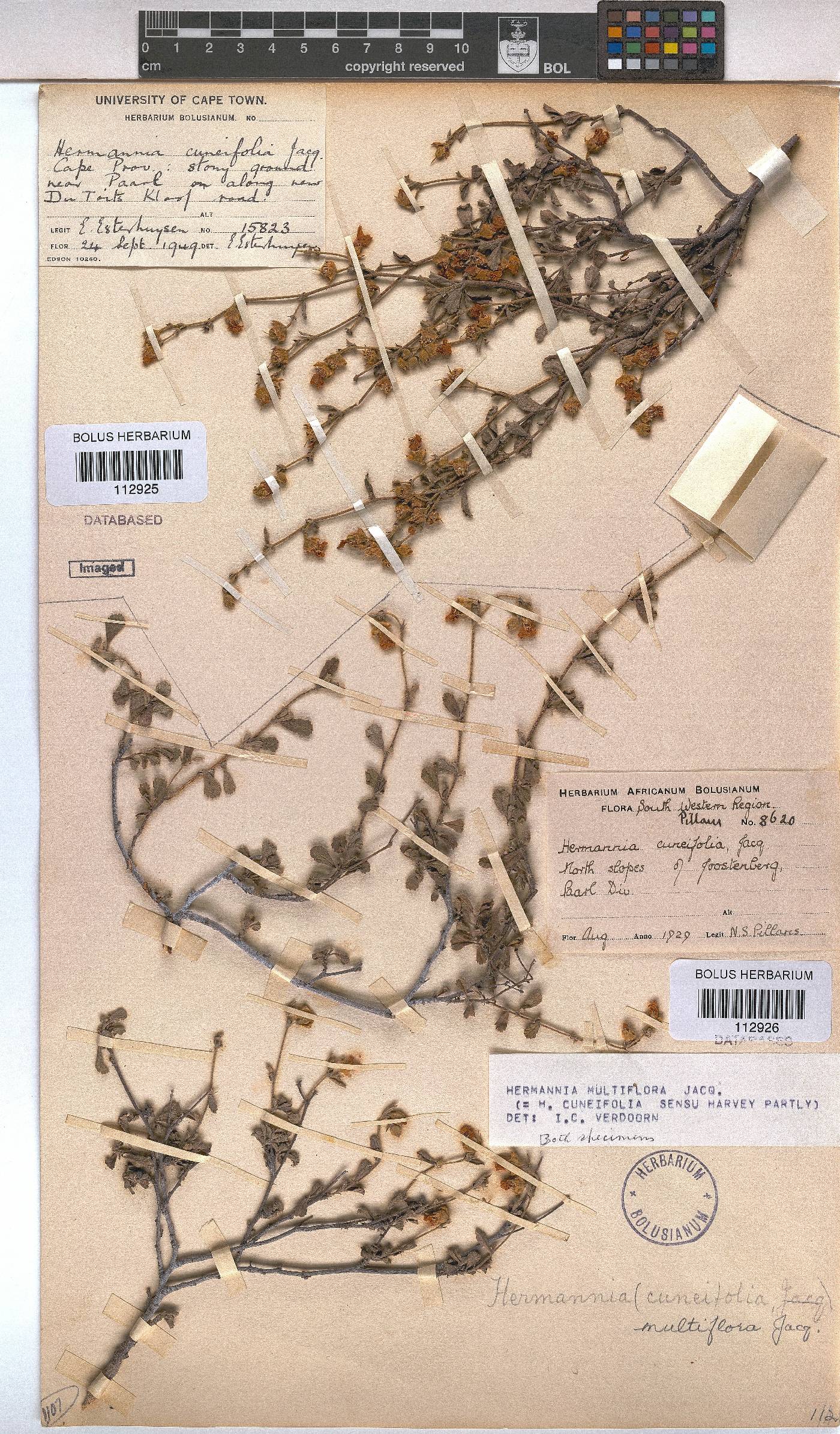 Hermannia multiflora image