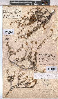 Hermannia multiflora image