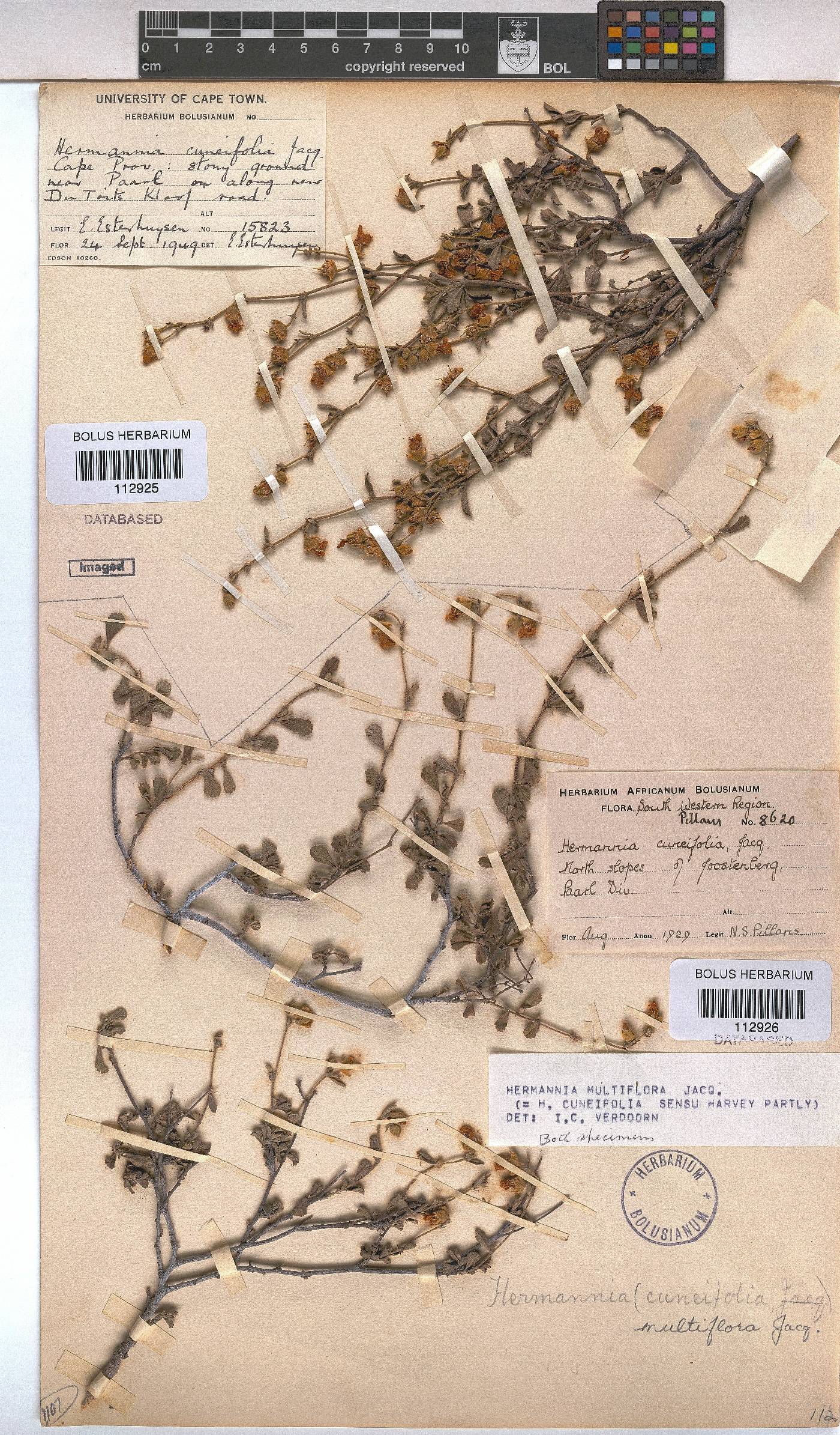 Hermannia multiflora image