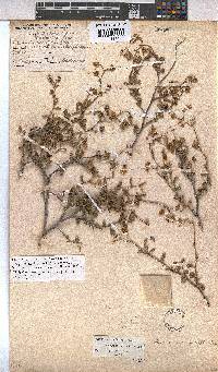 Hermannia multiflora image