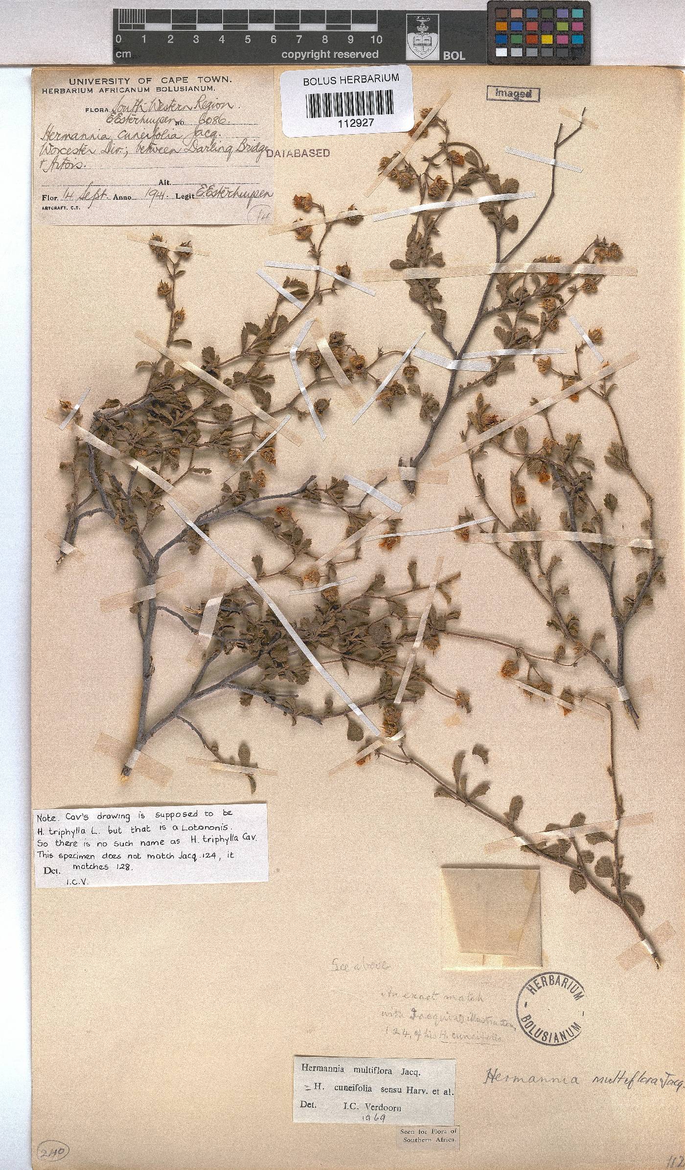 Hermannia multiflora image