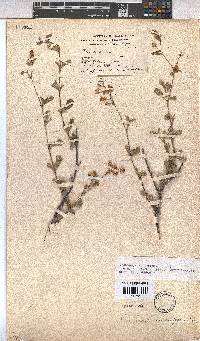 Hermannia multiflora image