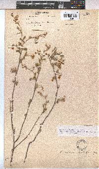 Hermannia multiflora image