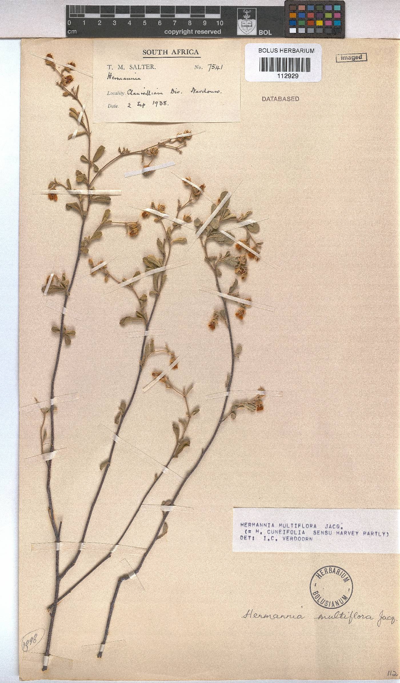 Hermannia multiflora image