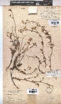 Hermannia multiflora image