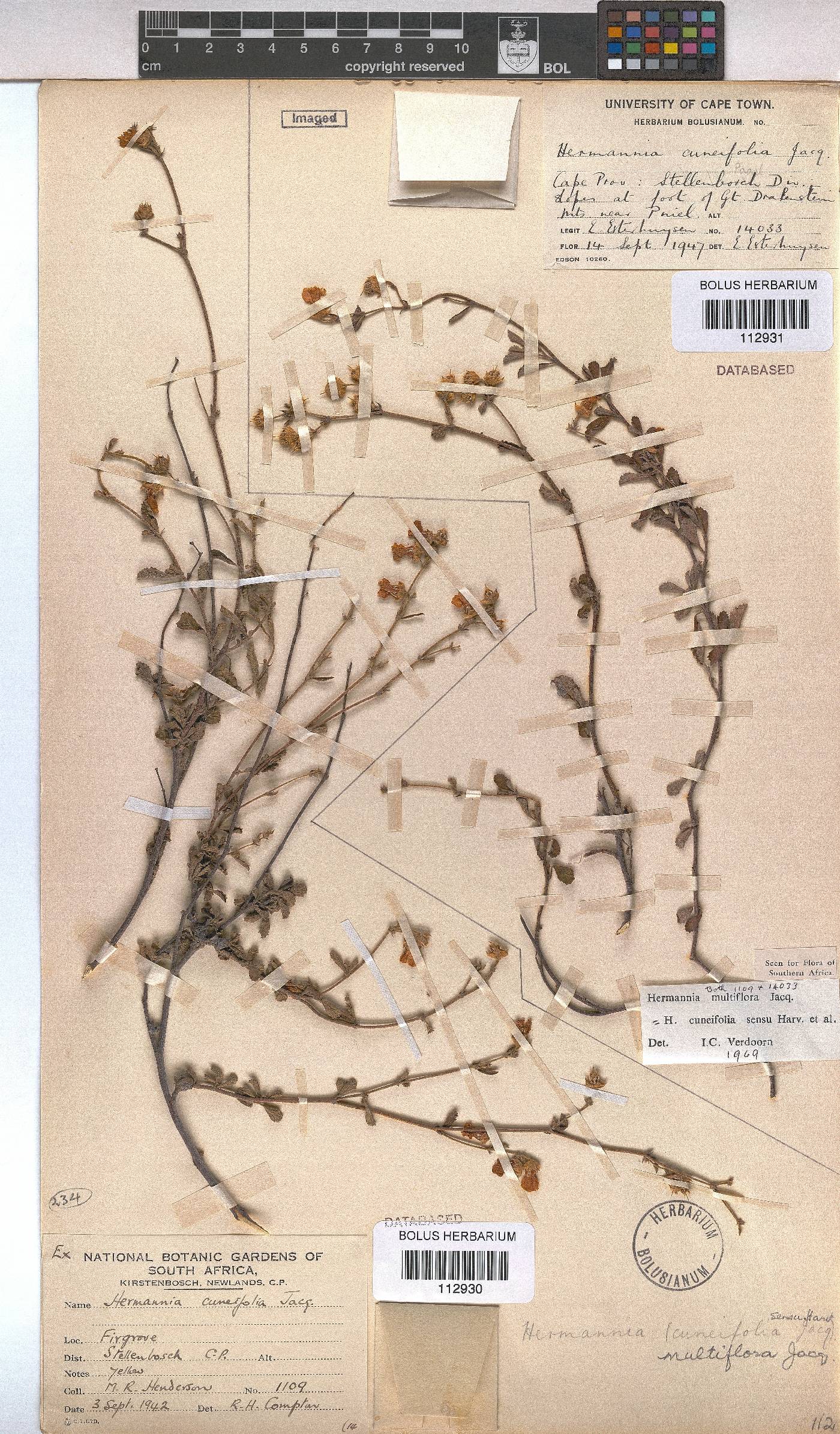 Hermannia multiflora image