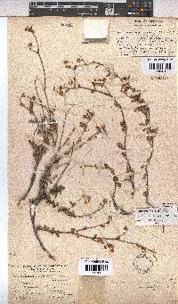 Hermannia multiflora image