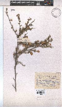 Hermannia multiflora image
