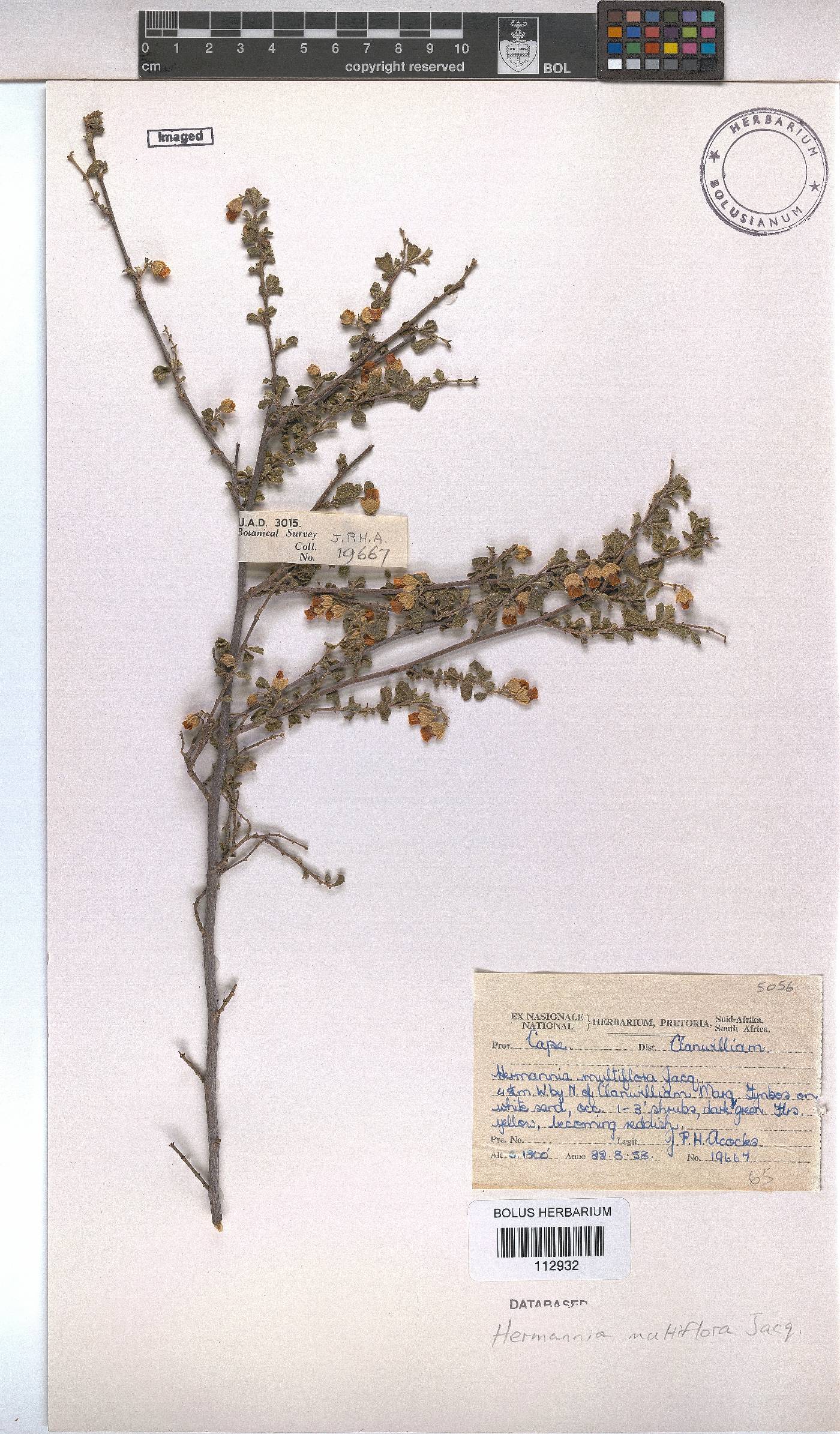 Hermannia multiflora image