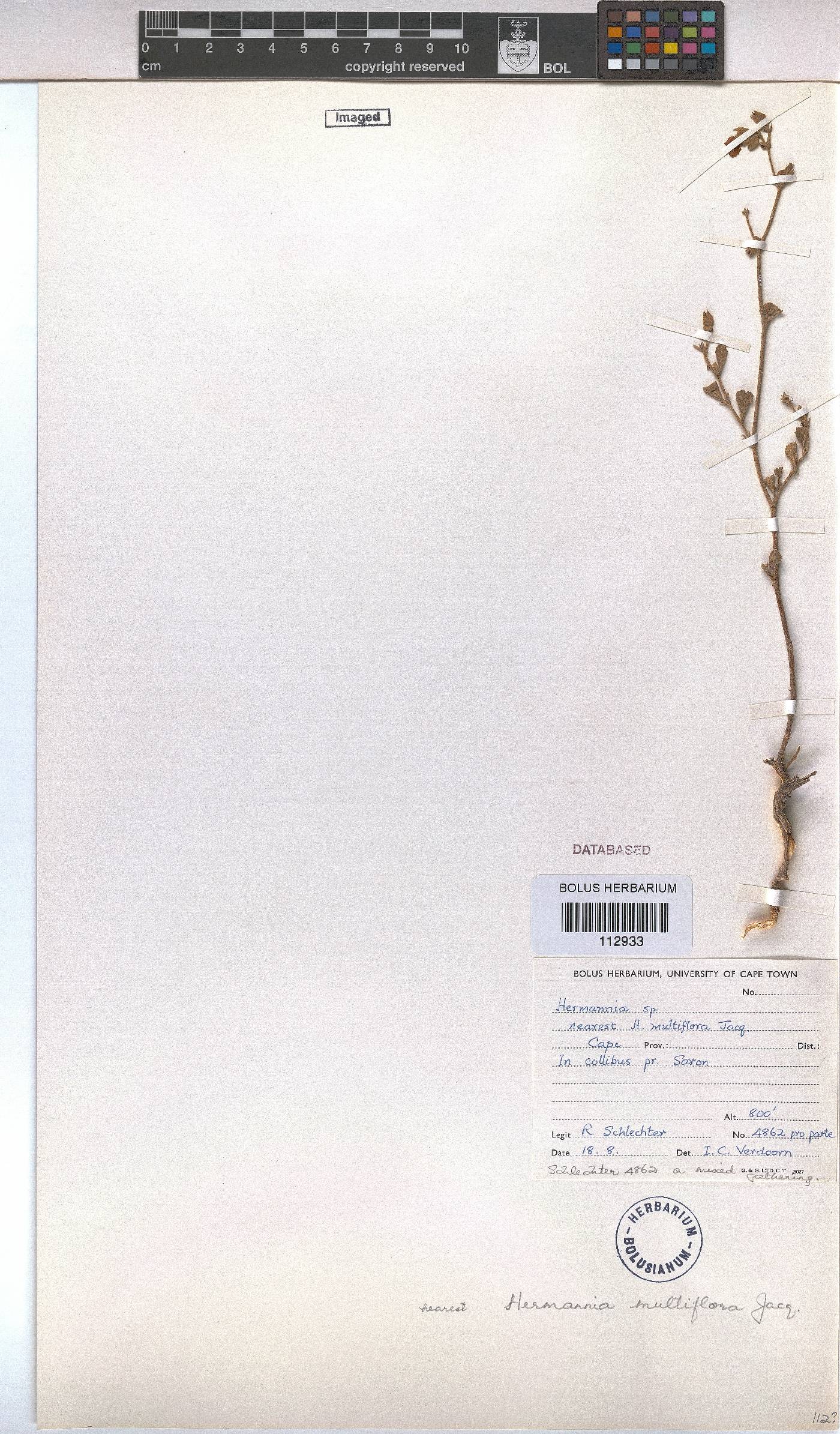 Hermannia multiflora image