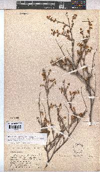 Hermannia alnifolia image