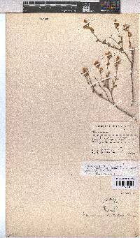 Hermannia alnifolia image