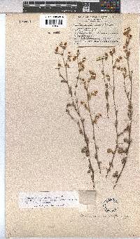 Hermannia alnifolia image