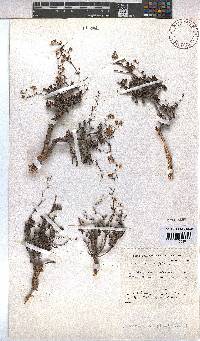 Hermannia alnifolia image