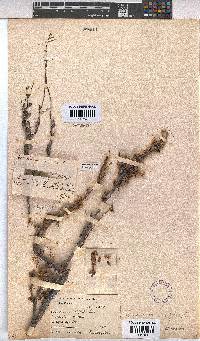 Hermannia alnifolia image