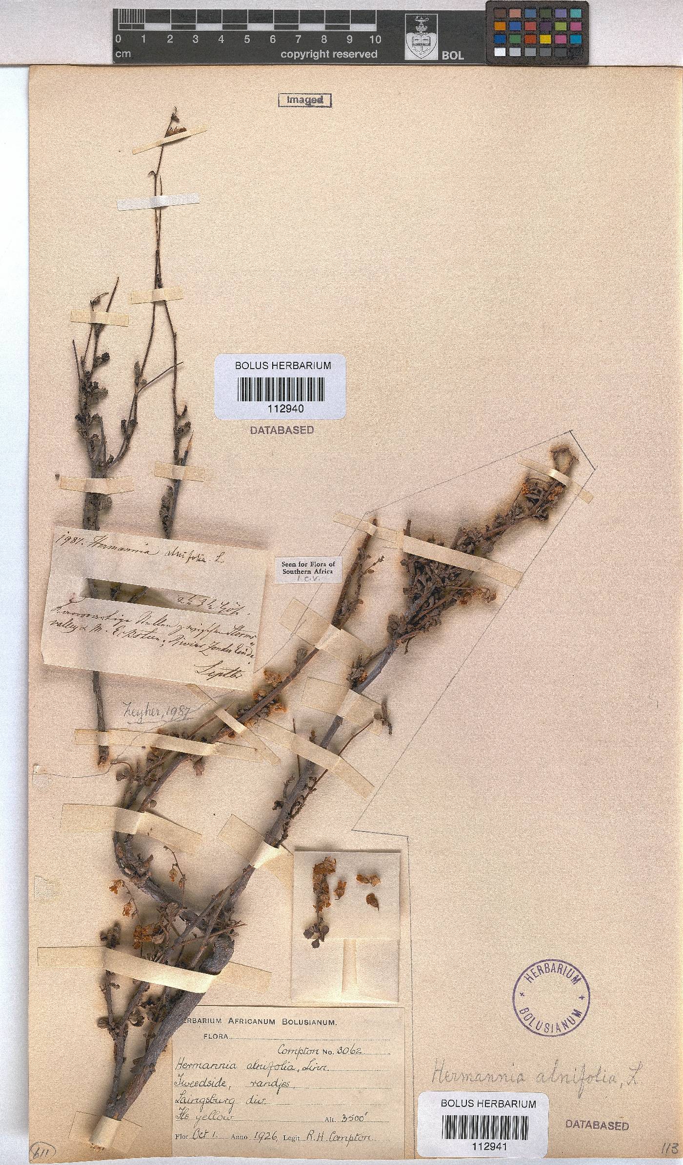 Hermannia alnifolia image