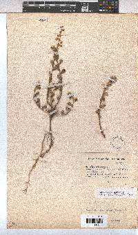 Hermannia alnifolia image