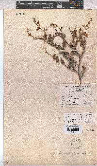 Hermannia alnifolia image