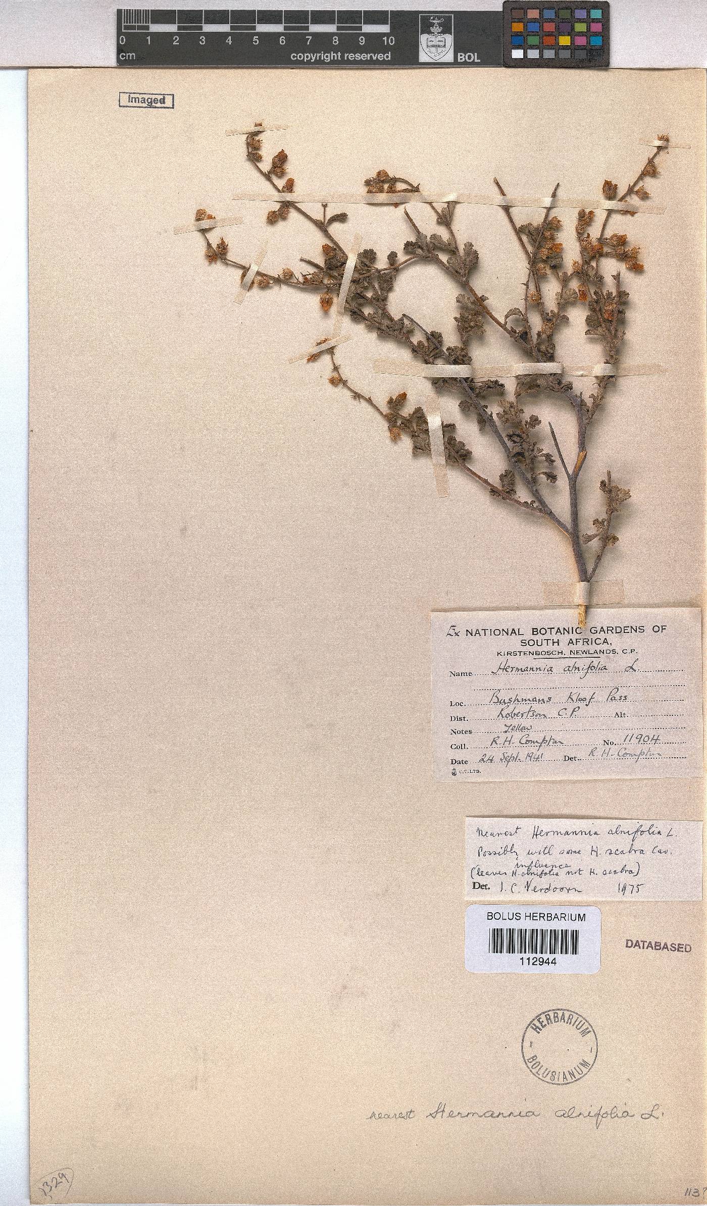Hermannia image