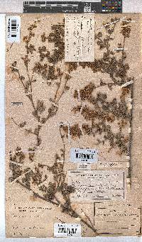 Hermannia alnifolia image