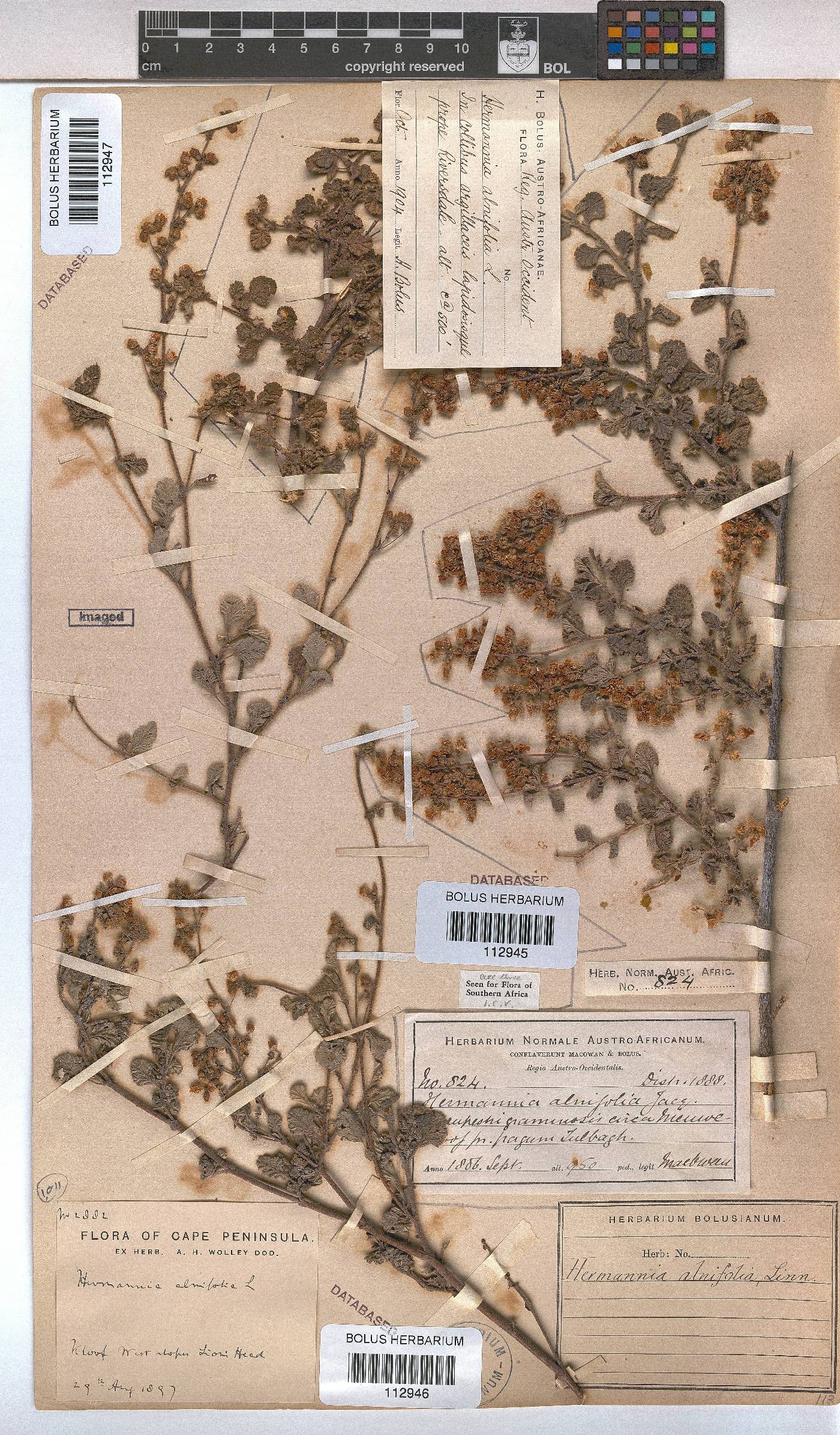 Hermannia alnifolia image