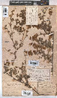 Hermannia alnifolia image