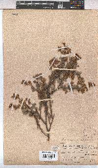 Hermannia alnifolia image
