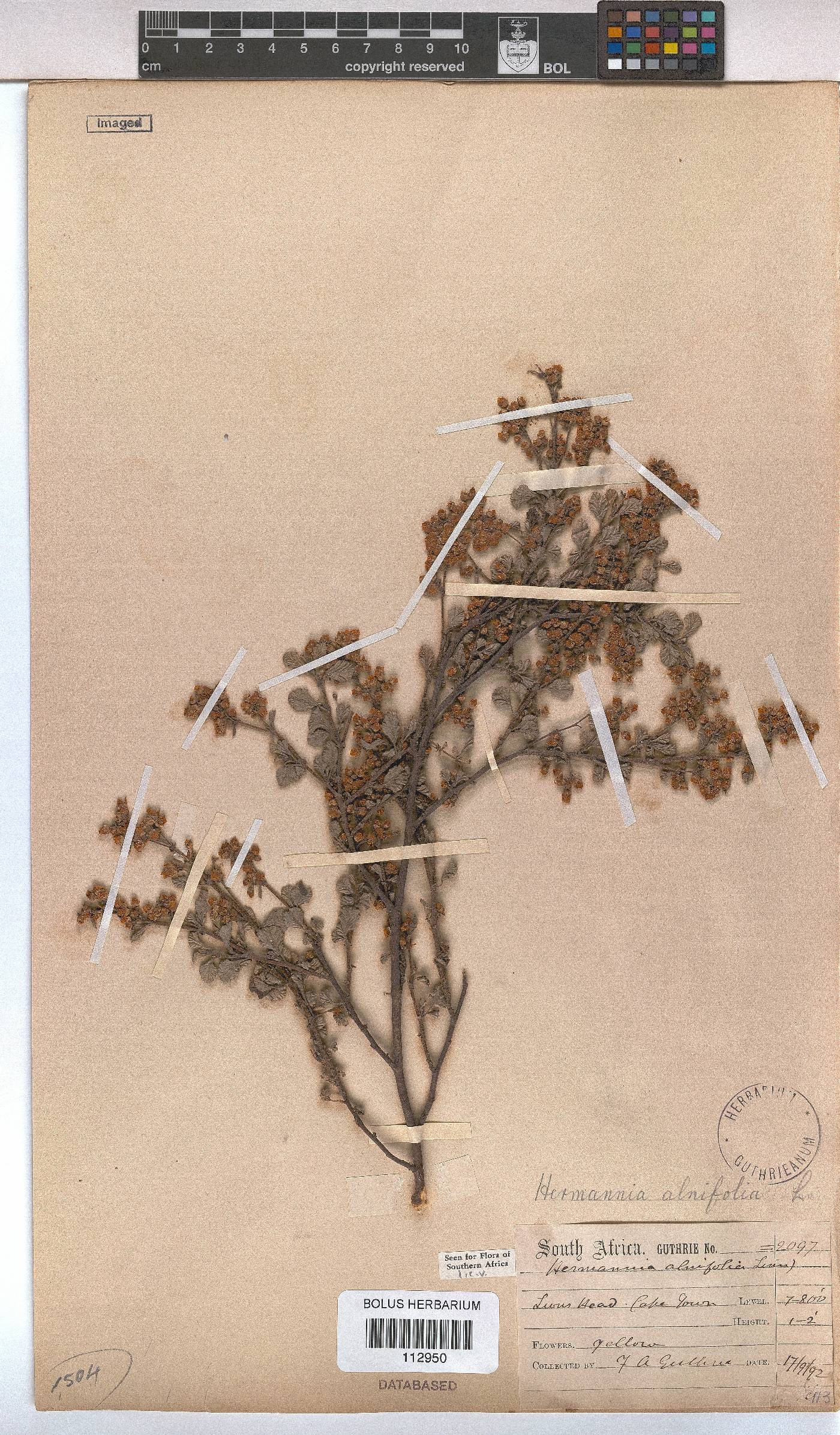 Hermannia alnifolia image