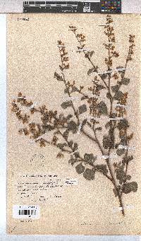 Hermannia alnifolia image